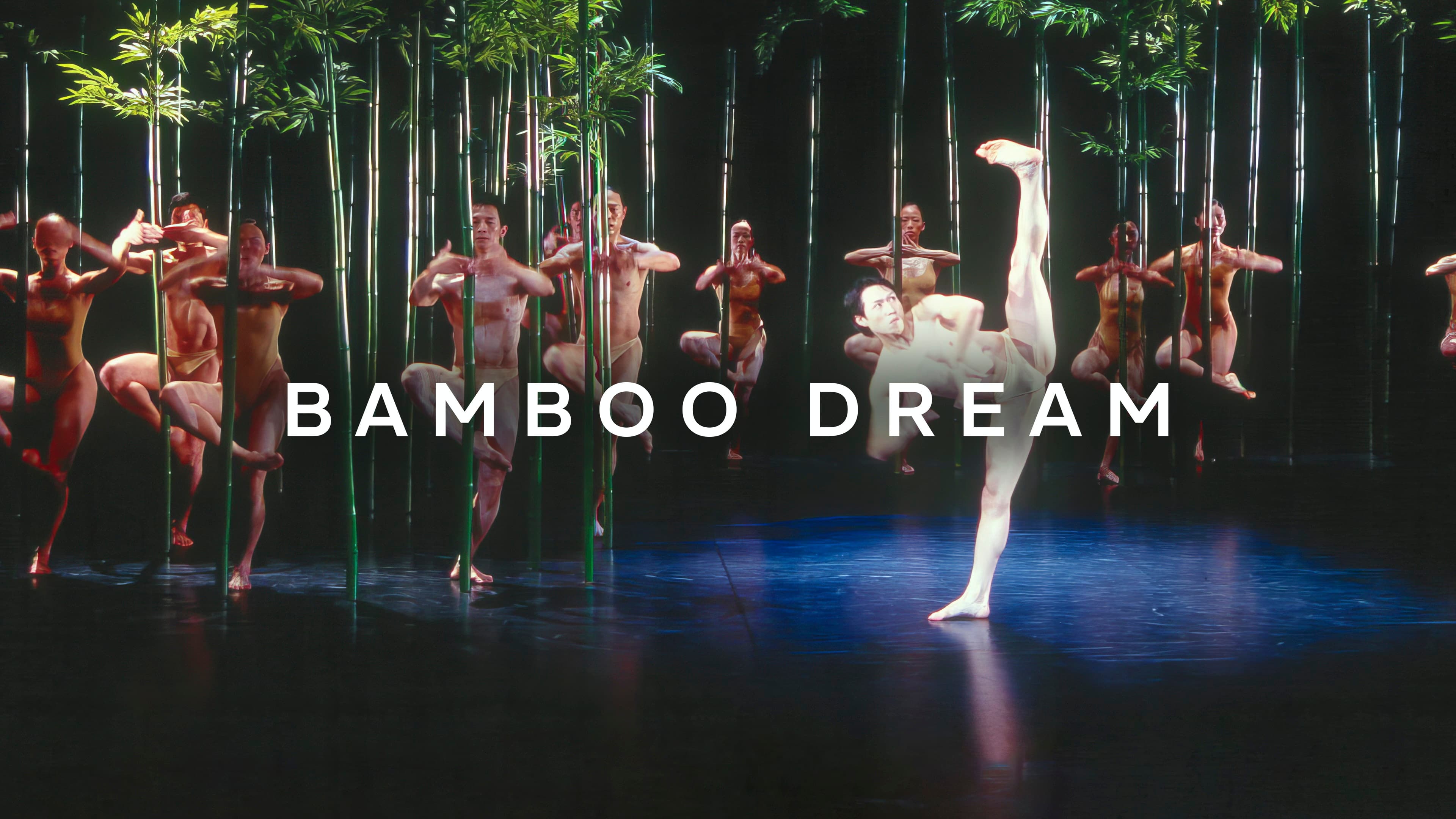 Bamboo Dream